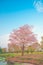 Beautiful Tabebuia rosea tree, pink flower blooming in garden