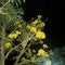 Beautiful Tabebuya trees in the night garden