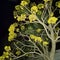 Beautiful Tabebuya trees in the night garden