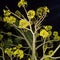 Beautiful Tabebuya trees in the night garden