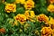 Beautiful tagetes patula, French marigolds.