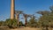 Beautiful tall baobabs grow in a row along a dirt road. Fancy branches of crowns against a clear blue sky. Thickets of green bushe