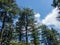 Beautiful tall cedar trees with blue sky background