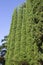 Beautiful tall cypress tree wall with blue cloudy sky