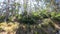 Beautiful tall eucalyptus gum trees and native Australian bush along the beach shot in Southern Tasmania
