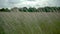 Beautiful tall grass waving in the wind