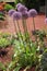 Beautiful tall large purple alliums