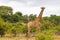 Beautiful tall majestic giraffe Kruger National Park safari South Africa