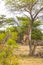 Beautiful tall majestic giraffes Kruger National Park safari South Africa