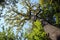 Beautiful tall oak tree