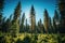 Beautiful tall pine tree forest, Generate with Ai