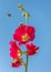 A beautiful tall pinky red hollyhock flower seen from below agains blue summer sky. A bumble bee is flying towards it