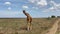 A beautiful tall spotted giraffe walks through the deserted field of the Serengeti National Park.