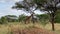 A beautiful tall spotted giraffe walks in the Tarangire National Park. Safari in Africa.