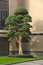 Beautiful tall straight bonsai tree stands in a flower bed in front of building