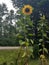 Beautiful tall sunflower