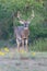 Beautiful tall tines whitetail buck in vertical format for magazine covers