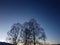 Beautiful tall tree silouette on colorful sunset sky in the arctic circle wilderness