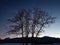 Beautiful tall tree silouette on colorful sunset sky in the arctic circle wilderness