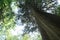 Beautiful tall trees in a city park. Nature green woody. Forest trees bottom view