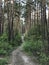 Beautiful tall trees outline a path running through a green forest