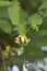 Beautiful tamarind flower Closeup image