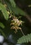 Beautiful tamarind flowers closeup image