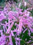 Beautiful Tamarix ramosissima pink flowers