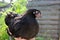 Beautiful, tame, black Wyandotte hen