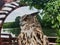 Beautiful tamed owl sits on stand against backdrop of framing green decor, wood, nature. Looks left. Close-up.