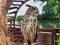 Beautiful tamed owl sits on stand against backdrop of framing green decor, wood, nature. looks to right