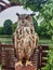 Beautiful tamed owl sits on stand against backdrop of framing green decor, wood, nature. Vertical footage.