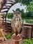 Beautiful tamed owl sits on stand against backdrop of framing green decor, wood, nature. Vertical footage, looking at