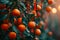 Beautiful tangerine tree decorated by red ribbons and greeting or wish cards growing in garden