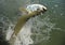 Beautiful tarpon fish jumping out of water