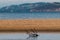 Beautiful Tasmanian beach landscape with calm serene ocean