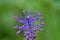 Beautiful tassel hyacinth. Muscari comosum