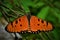 Beautiful Tawny Coster butterfly Acraea terpsicore