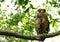 Beautiful Tawny Fish Owl perched on a tree