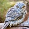 Beautiful Tawny Frogmouth Bird with large yellow eyes standing on branch Sydney NSW Australia