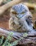 Beautiful Tawny Frogmouth Bird with large yellow eyes standing on branch Sydney NSW Australia