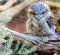 Beautiful Tawny Frogmouth Bird with large yellow eyes standing on branch Sydney NSW Australia