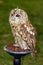 Beautiful Tawny Owl