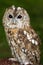 Beautiful Tawny Owl