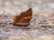 Beautiful The Tawny Rajah butterfly eat mineral in nature