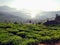 A beautiful tea garden in Munnar, Kerala, India