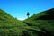 Beautiful tea garden under blue sky at Darjeeling Hill in India