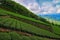 Beautiful tea gardens and bamboo forests on amazing hillsides,