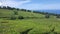 Beautiful tea plantation highlands