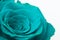 Beautiful Teal Rose